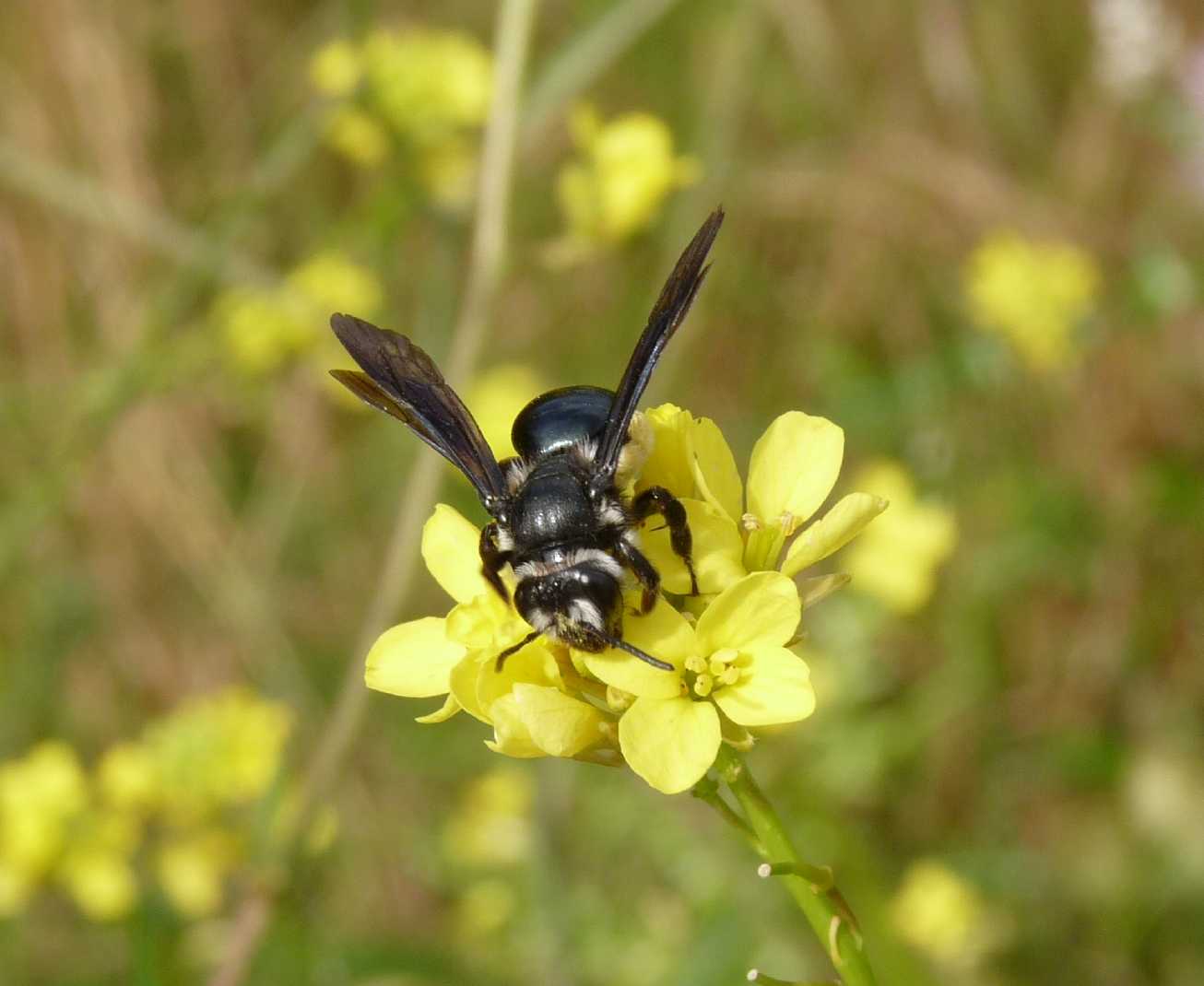 Andrena agilissima in accoppiamento